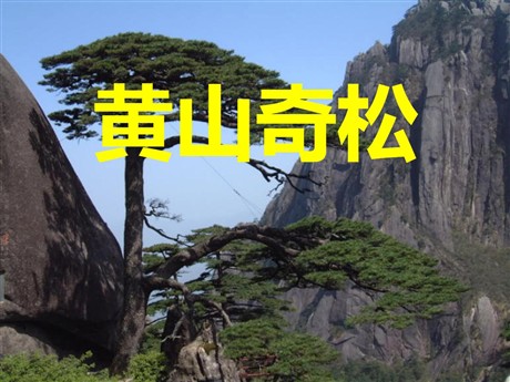 《黄山奇松》PPT课件3