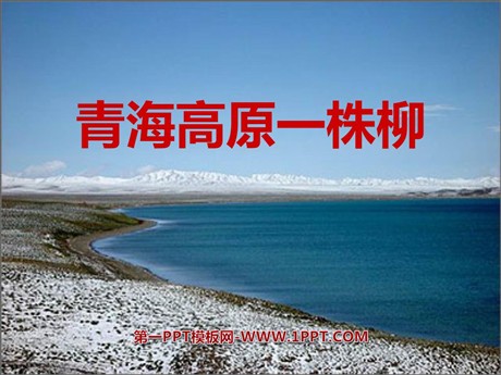 《青海高原一株柳》PPT课件3