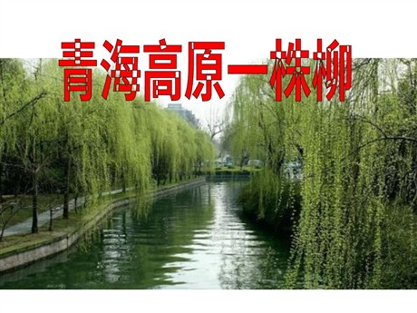 《青海高原一株柳》PPT课件5
