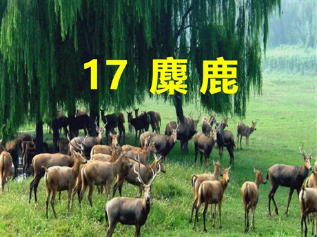 《麋鹿》PPT课件4