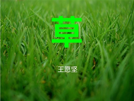 《草》PPT课件7