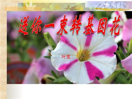 《送你一束转基因花》PPT课件3