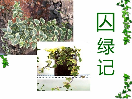 《囚绿记》PPT课件2