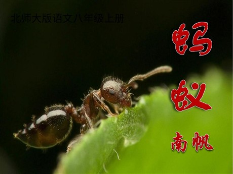 《蚂蚁》PPT课件