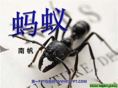 《蚂蚁》PPT课件3