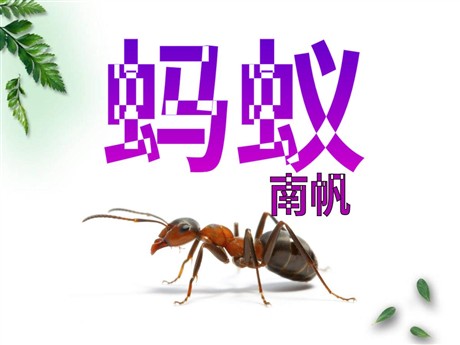 《蚂蚁》PPT课件4
