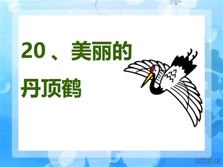 《美丽的丹顶鹤》PPT课件4