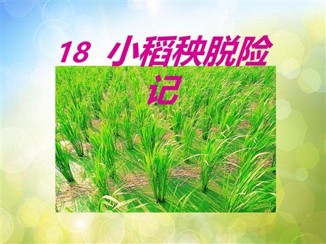《小稻秧脱险记》PPT课件3