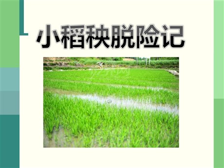 《小稻秧脱险记》PPT课件6