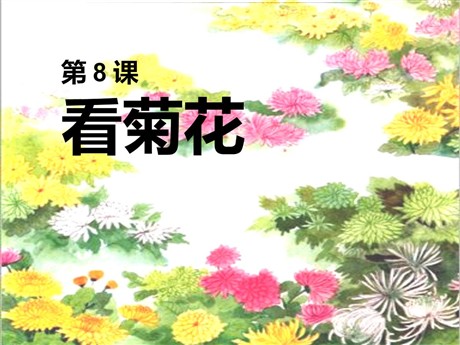 看菊花PPT教学课件下载