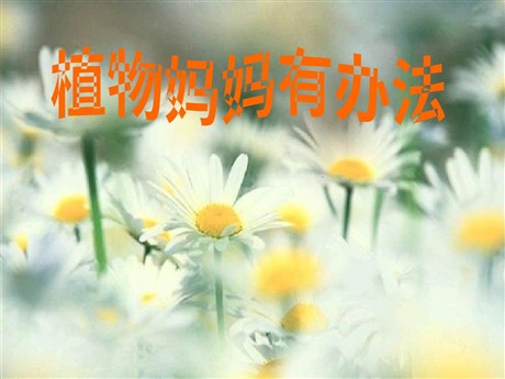 《植物妈妈有办法》PPT教学课件下载2