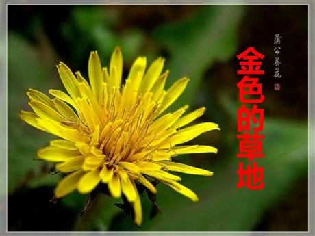 《金色的草地》PPT教学课件下载2