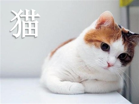 《猫》PPT课件下载3