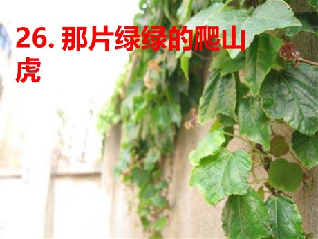 《那片绿绿的爬山虎》PPT课件下载