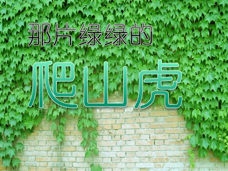 《那片绿绿的爬山虎》PPT课件下载3