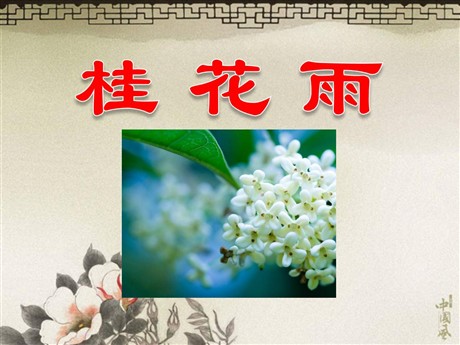《桂花雨》PPT课件下载