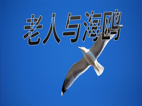 《老人与海鸥》PPT课件下载2