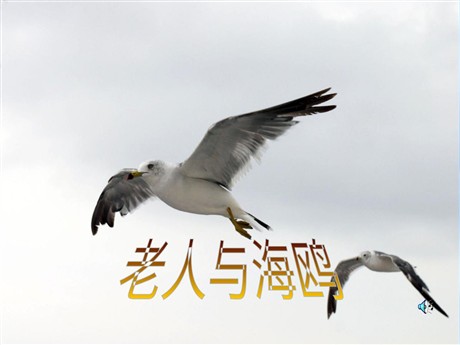 《老人与海鸥》PPT课件下载3