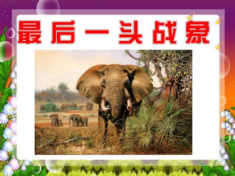 《最后一头战象》PPT课件下载