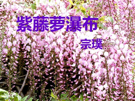 《紫藤萝瀑布》PPT课件