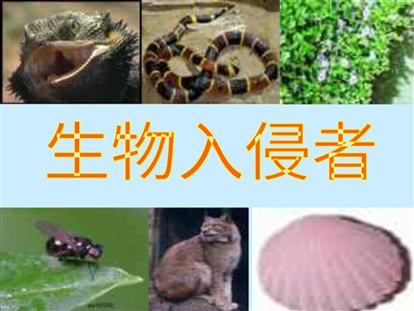 《生物入侵者》PPT课件2