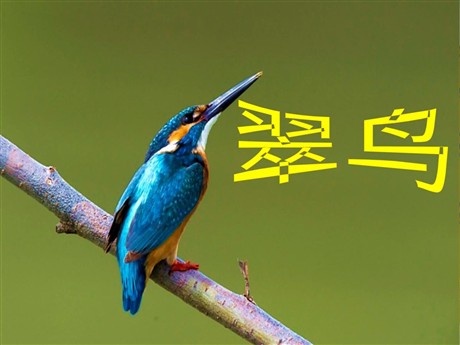 《翠鸟》PPT课件