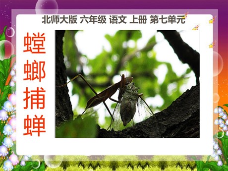 《螳螂捕蝉》PPT课件