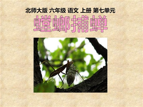 《螳螂捕蝉》PPT课件2
