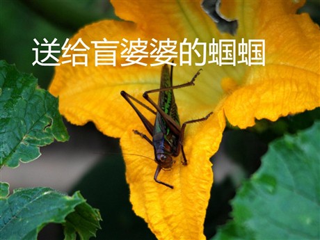 《送给盲婆婆的蝈蝈》PPT课件