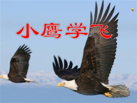 《小鹰学飞》PPT课件
