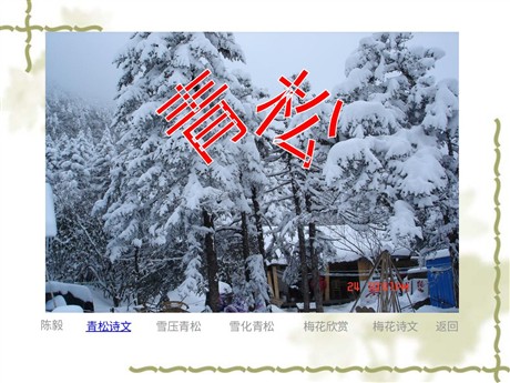 《青松》PPT课件2