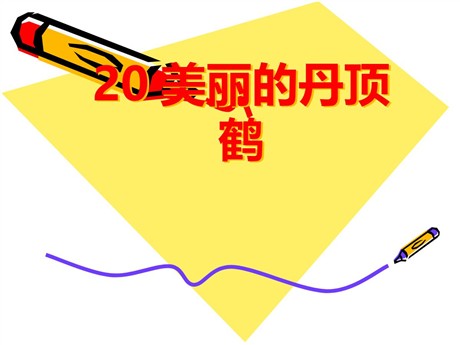 《美丽的丹顶鹤》PPT课件