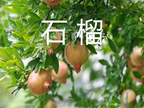 《石榴》PPT课件