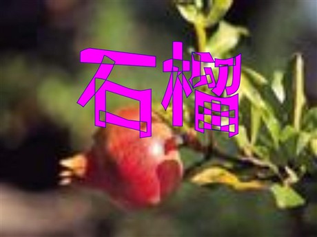 《石榴》PPT课件2