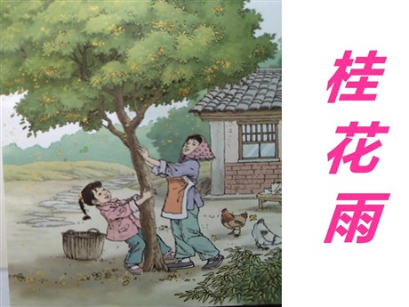 《桂花雨》PPT课件2