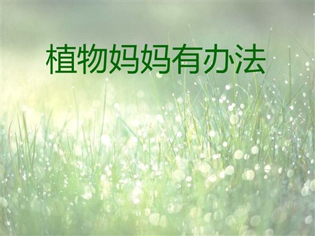 《植物妈妈有办法》PPT教学课件下载4