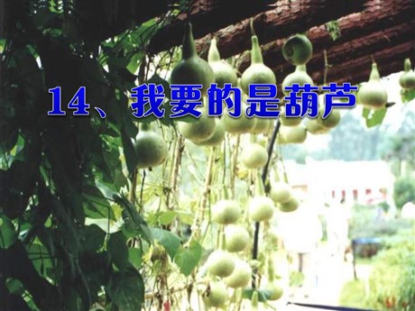 《我要的是葫芦》PPT教学课件下载4