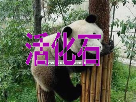 《活化石》PPT教学课件下载3