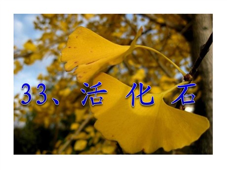《活化石》PPT教学课件下载4