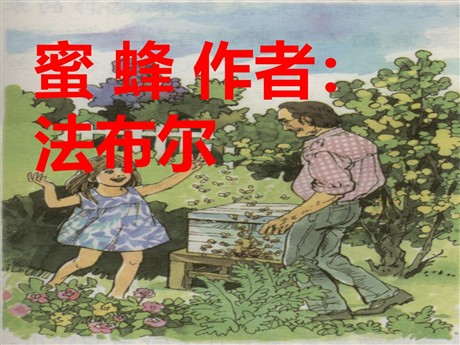 《蜜蜂》PPT教学课件下载4