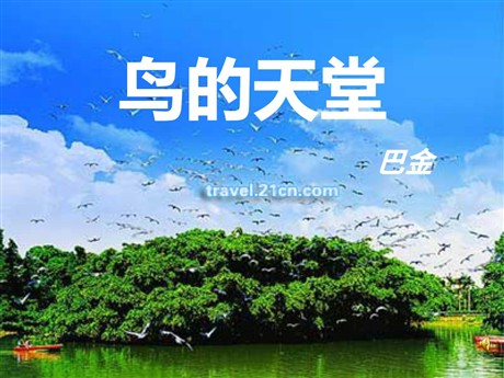 《鸟的天堂》PPT教学课件下载4