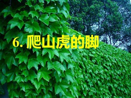 《爬山虎的脚》PPT教学课件下载5