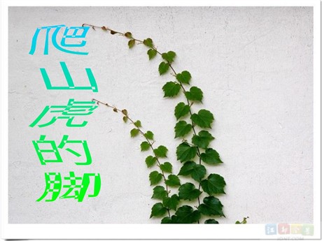 《爬山虎的脚》PPT教学课件下载6