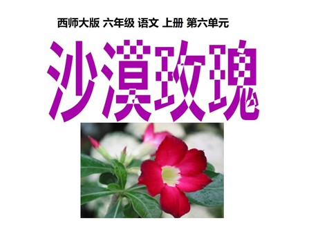《沙漠玫瑰》PPT课件