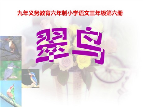 《翠鸟》PPT课件下载4