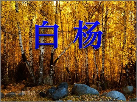 《白杨》PPT课件2