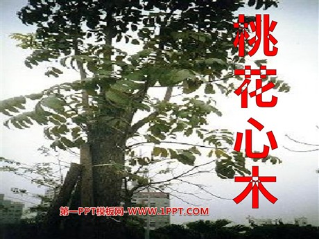 《桃花心木》PPT课件