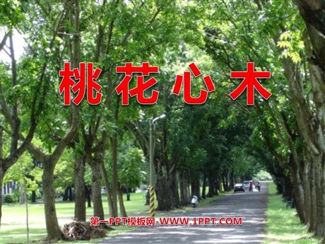 《桃花心木》PPT课件2