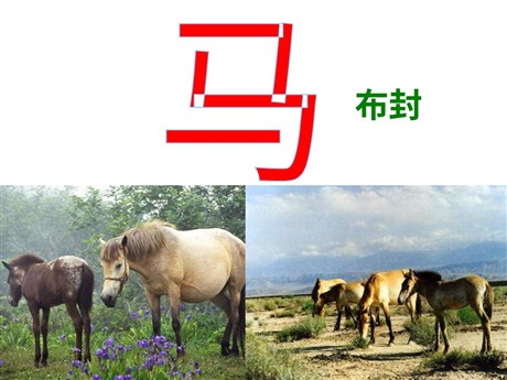 《马》PPT课件4