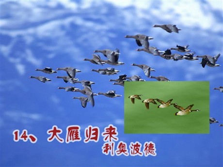 《大雁归来》PPT课件3